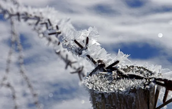 Winter, macro, the fence