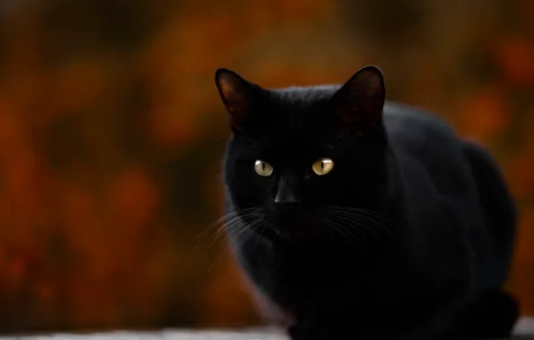 Sitting, blurred background, black cat