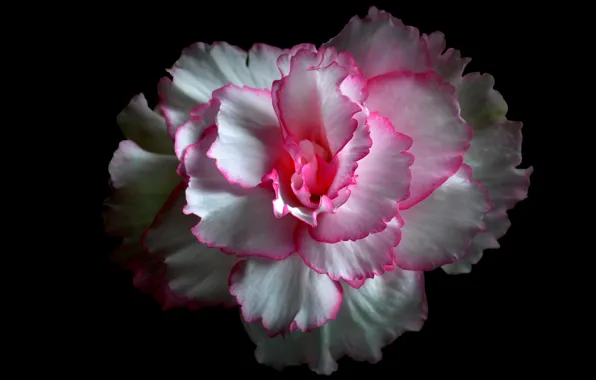Flower, background, paint, petals