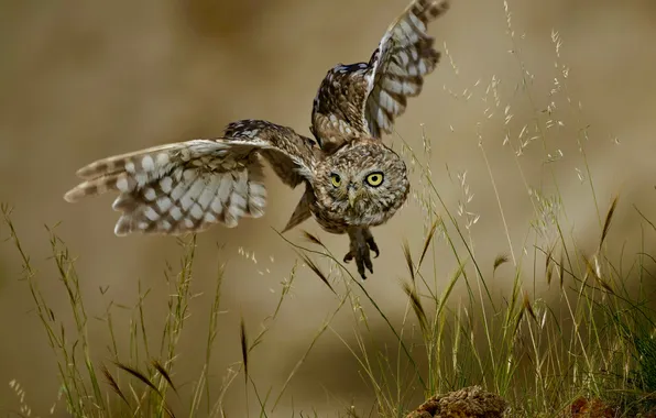 Flight, owl, bokeh, Little owl, wingspan, David Manusevich