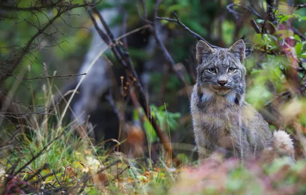 Picture cat, Alaska, USA, Denali, Canadian lynx