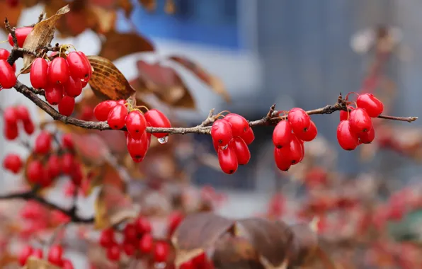 Autumn, branches, berries, fruit, red, bokeh, barberry