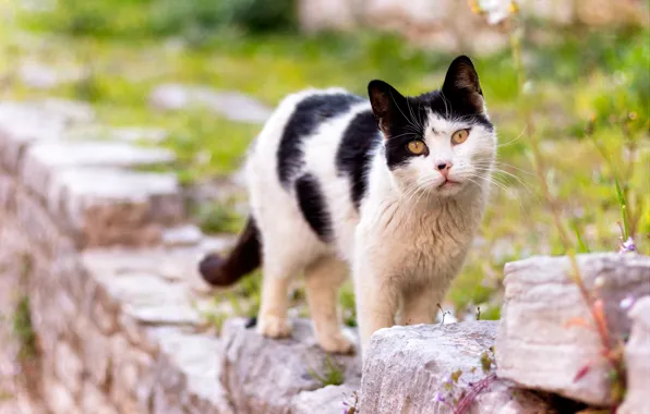 Picture cat, cat, look, stones, black and white, spotted, yellow eyes