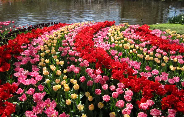 Picture pond, garden, tulips, Netherlands, colorful, Keukenhof Gardens