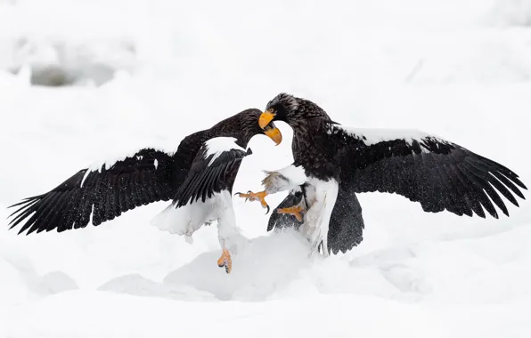 Winter, snow, birds, eagle, predators, battle, eagle, battle