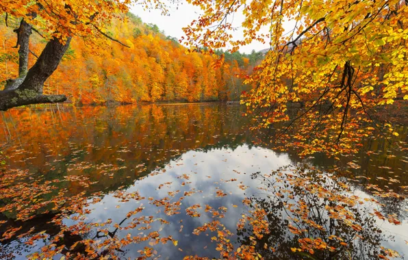 Autumn, forest, water, clouds, trees, branches, lake, pond