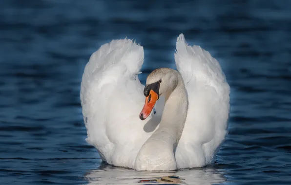 White, bird, Swan, pond, blue background
