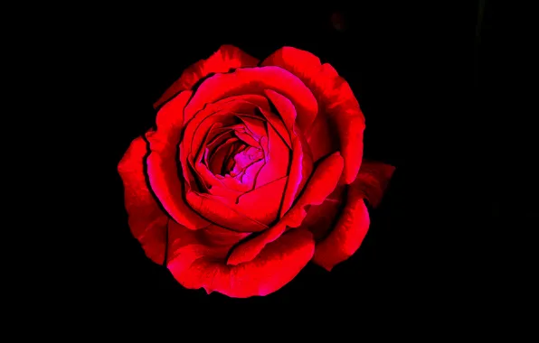 Picture red, rose, flower, clour
