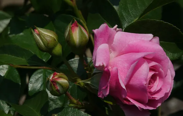 Flowers, roses, buds, flowering