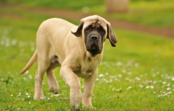 Picture field, dog, walk