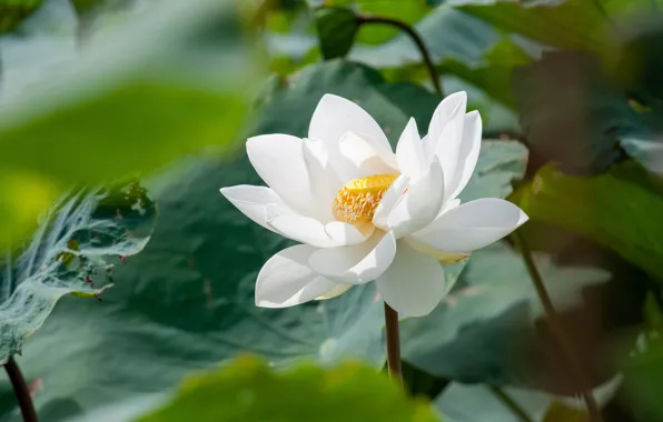 Picture white, leaves, flowers, Lotus, bokeh
