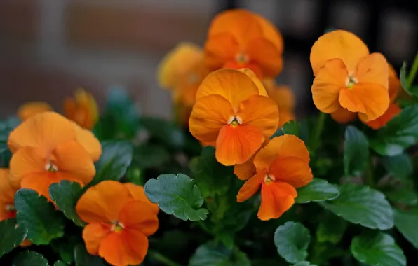 Flowers, spring, garden, orange, Pansy, flowerbed, Bush, viola