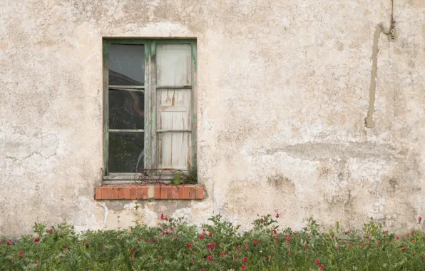 House, flowers, garden, window, abandoned