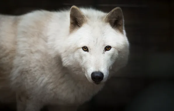 Wolf, dog, white, Wolf dogs Wolves
