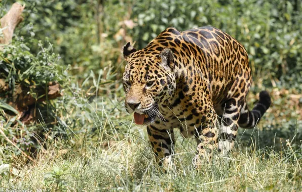 Picture language, predator, Jaguar, walk, wild cat, zoo