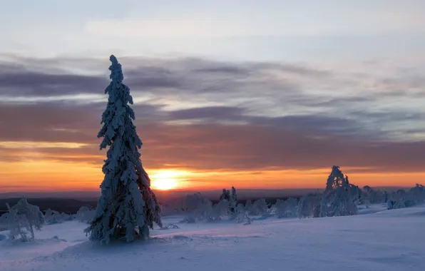 Winter, sunset, tree