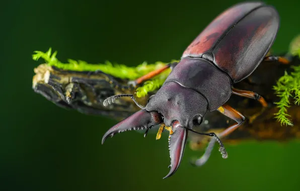 Macro, moss, beetle, large, insect, brown, green background, bitch