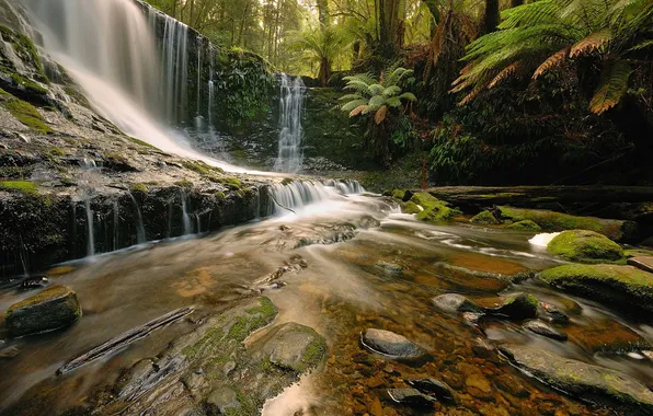 Picture forest, trees, rock, waterfall, logs, stones.