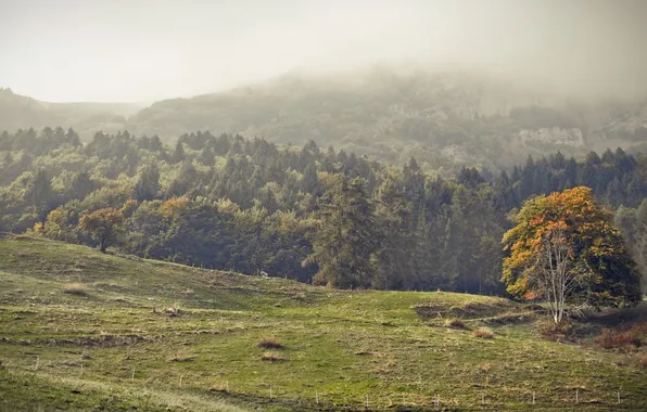 Field, trees, landscape