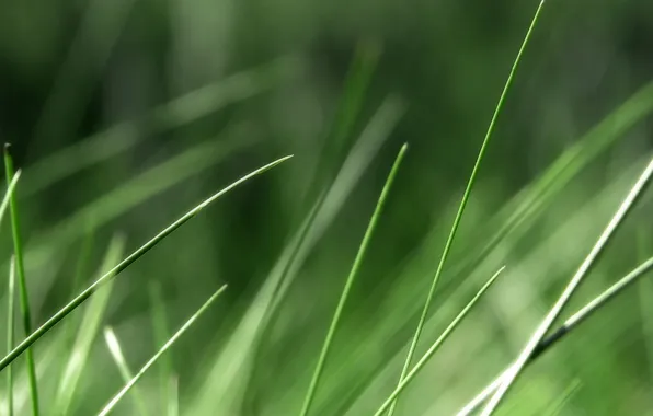 Picture greens, grass, macro, nature, photo, background, Wallpaper