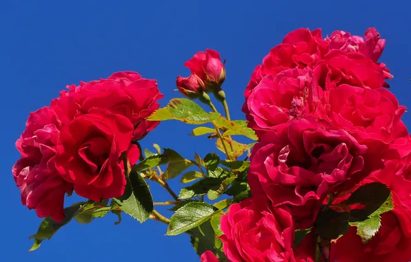 The sky, Bush, roses, petals