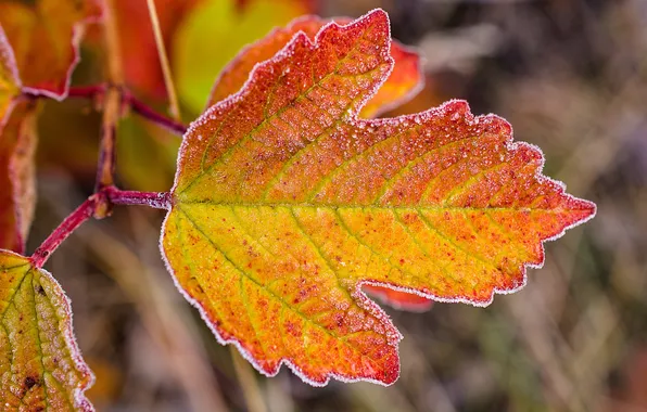 Frost, leaves, branches, veins