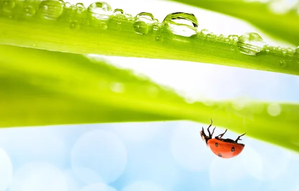 Picture grass, water, ladybug, insect