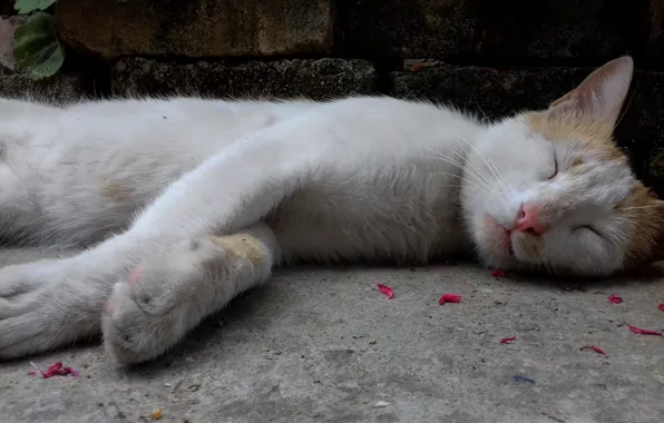 Cat, pet, white cat, cute animal, my cat