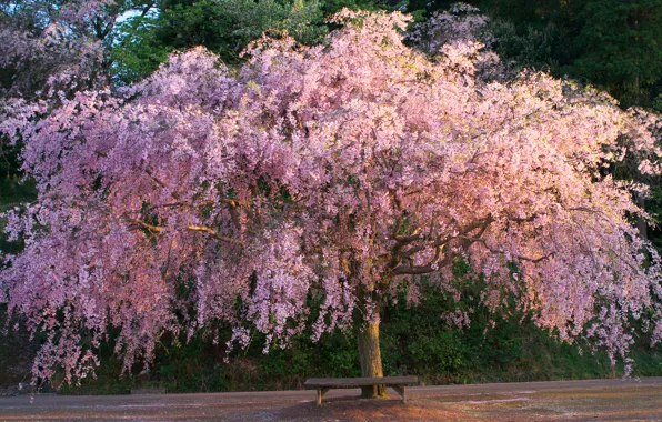 Tree, Sakura, shop, flowering