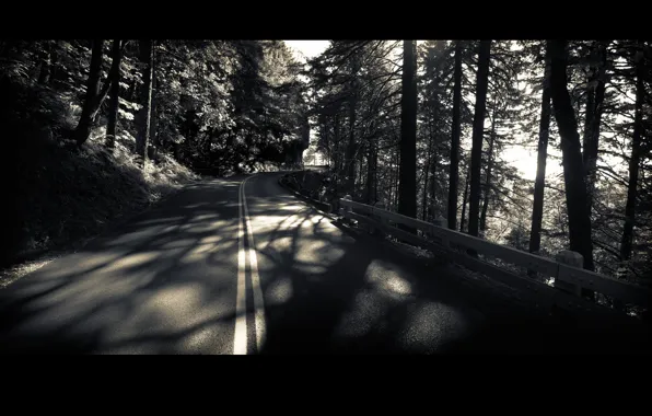 Road, forest, trees, black and white