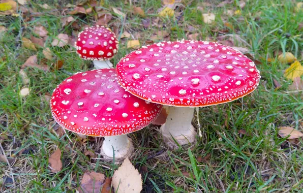 Picture mushrooms, Amanita, trio
