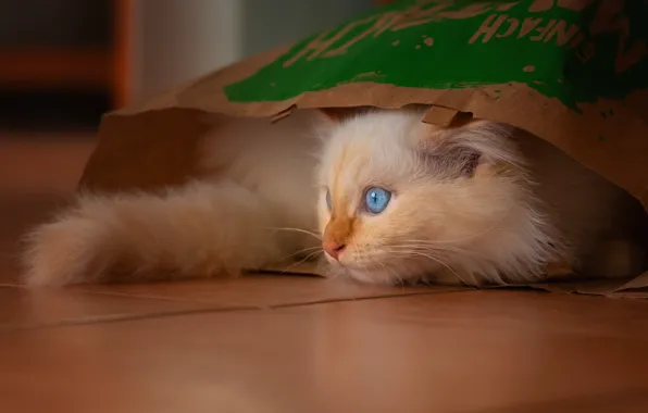Cat, white, look, kitty, background, the game, fluffy, package