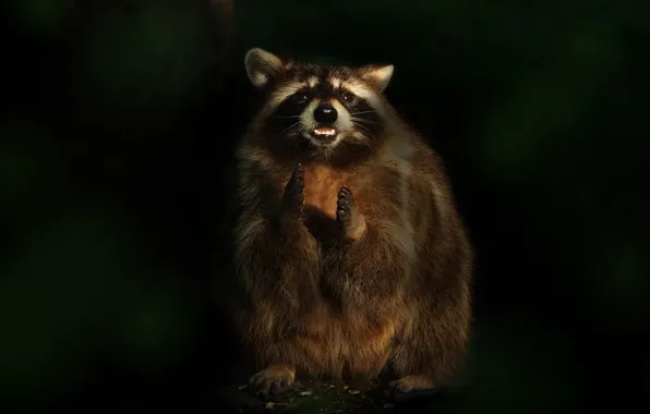 Look, light, pose, the dark background, legs, raccoon, face, stand