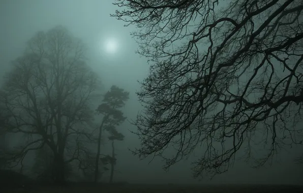 Picture light, trees, night, branches, fog, morning, twilight, pine