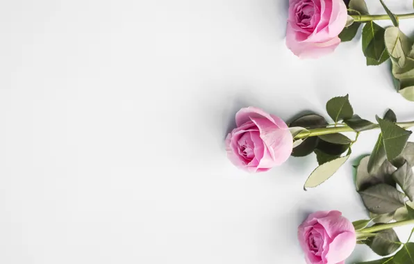 Roses, pink, buds, pink, flowers, roses