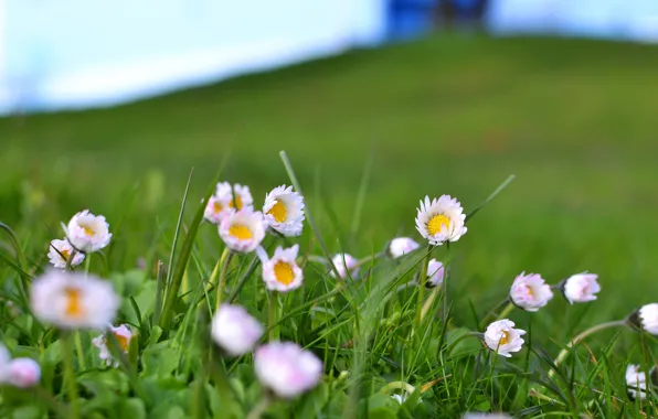 Field, grass, flowers, pink and white