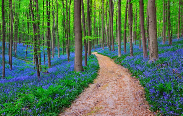 Picture forest, nature, Belgium, BLUEBELLS IN HALLE'S FOREST