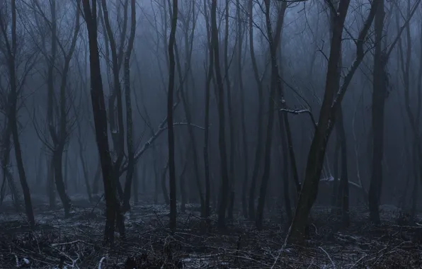 Winter, forest, snow, trees, night, nature, fog, twilight