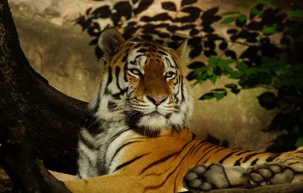 Cat, look, leaves, branches, nature, tiger, background, tree