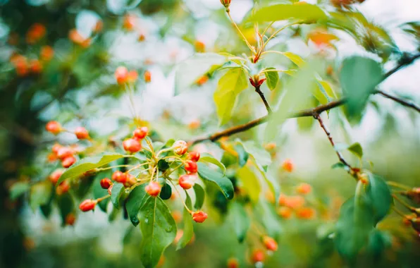 Flowers, nature, spring, may