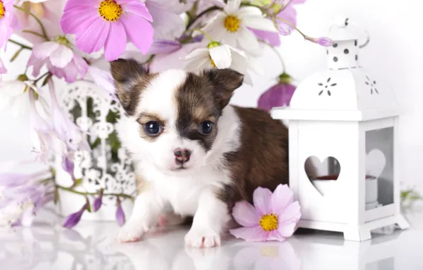 Picture flowers, dog, lantern, puppy, Chihuahua, kosmeya