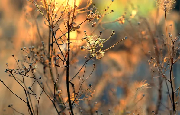 Dry, sunlight, inflorescence