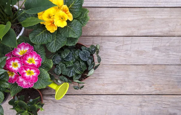 Leaves, flowers, Board, spring, yellow, lake, pink, pots