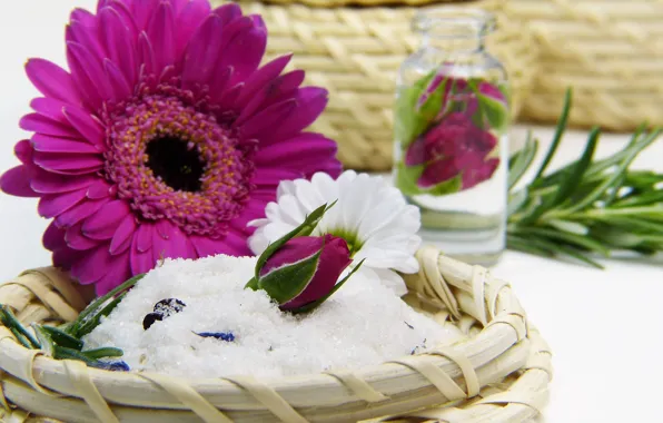 Flowers, Roses, Gerbera