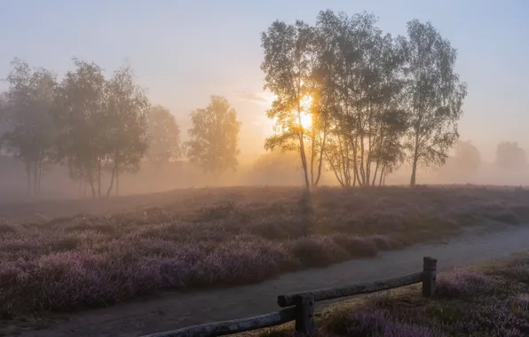 Trees, fog, morning, Heather