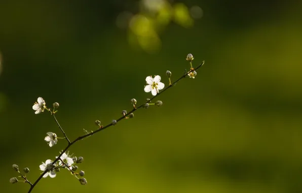 Picture flowers, nature, branch, spring