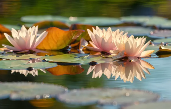 Leaves, water, light, flowers, nature, lake, pond, reflection