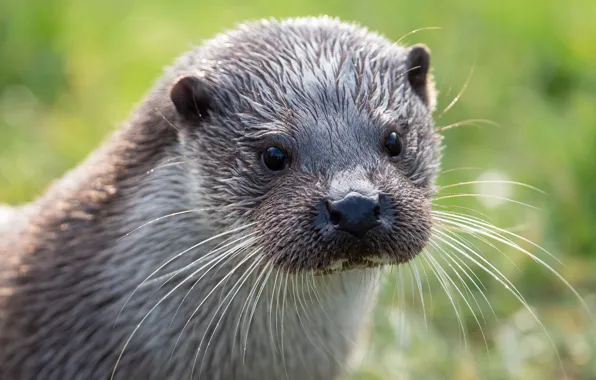 Picture mustache, look, face, background, portrait, otter, river