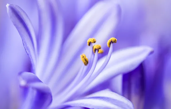 Macro, flowers, petals, lilac, agapantus