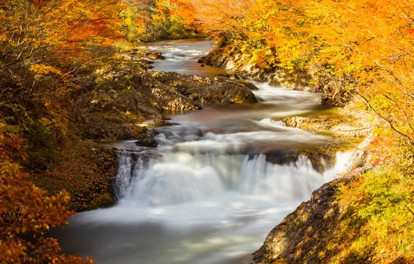 Picture autumn, nature, river